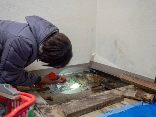 Best Commercial Mold Inspection  in Jersey Village, TX