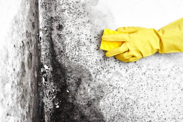 Best Emergency Mold Remediation  in Jersey Village, TX