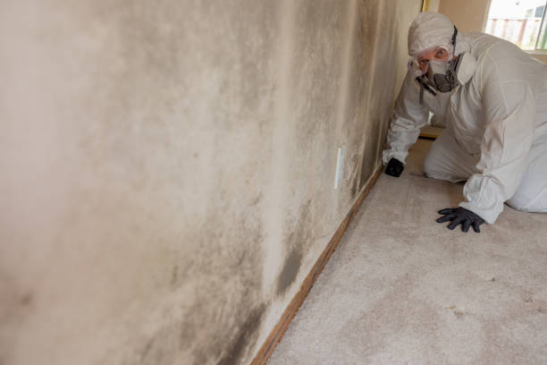 Best Mold Damage Restoration  in Jersey Village, TX